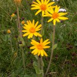 Arnica Montana Flowers